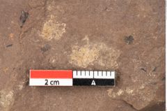 Foto (Detailsansicht) von Quercus palaeoilex Ettingshausen (NHMW-GEO-2024-0188-0814)